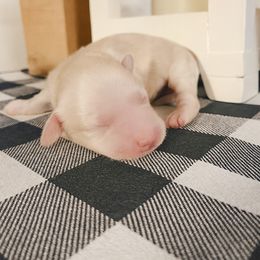 Biscuit ee cream male - Cream male Dachshund puppy in Wylie, Texas from Karas Royal Dachshunds