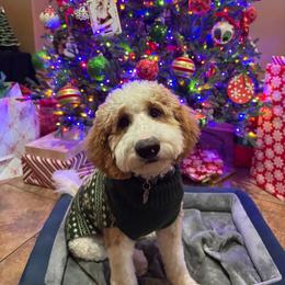 Bernedoodle, Goldendoodle, and Newfypoo All Grown Up from Curly Q’s Of Carlyss