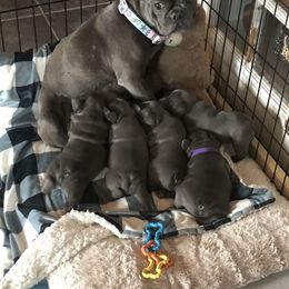 French Bulldog Puppies from Crooked C Ranch