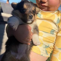 Mila - Black and white female American Corgi puppy in Tonasket, Washington from Highland corgis