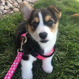 Pembroke Welsh Corgis from Shez First Class Corgis