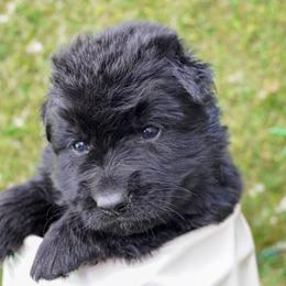Light Blue Collar - Black male German Shepherd puppy in Howell, Michigan from Sheyenne Buentello's German Shepherds