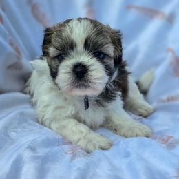 BlueBerry - Royal Blue Collar - Liver and white male Shih Tzu puppy in Troy, Ohio from Oodles of Doodles