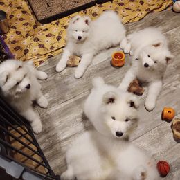 Borzoi and Samoyed Puppies from Kalabria
