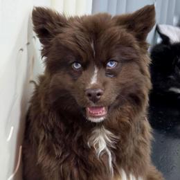 Jynx - Red and white female Siberian Husky puppy in East Tawas, Michigan from BurnsBerg's Woolies