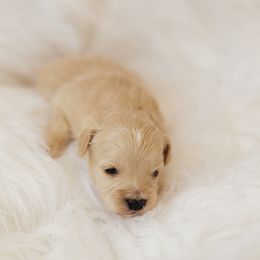 Phoebe - Cream female Aussiedoodle puppy in Orleans, Indiana from Mae Blossom Puppies