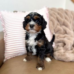 Professor - Tri-color male Bernedoodle puppy in Idaho Falls, Idaho from Idahome Doodle