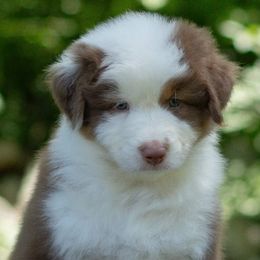 Liam- currently not available - Red tri-color male Australian Shepherd puppy in Brimfield, Massachusetts from Alias Australian Shepherds