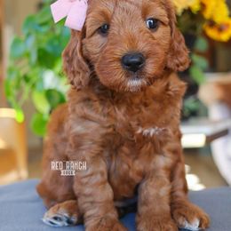 Hot Toddy - Red  female Goldendoodle puppy in Salado, Texas from Red Ranch Dogs