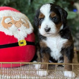 Pongo - Tri-color male Bernedoodle puppy in Yuciapa, California from AlltheDoodlez_