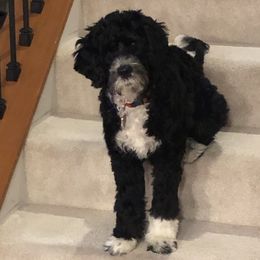 Portuguese Water Dog Puppies from Prestige Portuguese Water Dogs