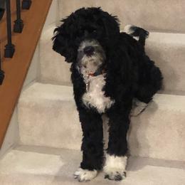 Portuguese Water Dog Puppies from Prestige Portuguese Water Dogs