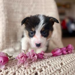 Orange Female - Black and tan female Pembroke Welsh Corgi puppy in La Porte City, Iowa from Cedar River Corgis