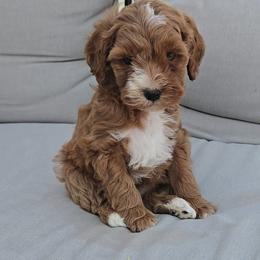 Ruby - Red female Cavapoo puppy in Blackfoot, Idaho from Rocky Desert Goldens and Cavaliers
