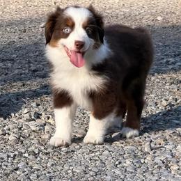 Mellow - Red tri female Toy Australian Shepherd puppy in Prague, Oklahoma from Clay Creek Aussies