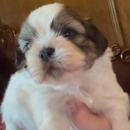 Arden - White male Shih Tzu puppy in Frisco, Texas from My Royal Shih Tzu⚜️