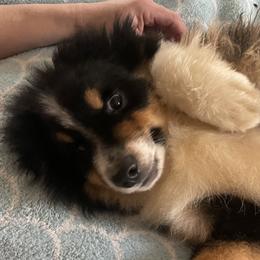 Aiko - Black tri male Miniature Australian Shepherd puppy in Oroville, California from Puppy Love Ranch Mini Aussies