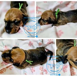 Granny Frump (Green) - Red female Dachshund puppy in Moses Lake, Washington from Invading Dachshunds : AKC Miniature Wirehairs
