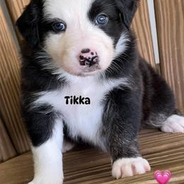 Tikka - Black tri-color female Australian Shepherd puppy in Magee, Mississippi from Paint ByNumbers Ranch