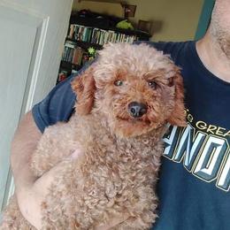 Tuffy - Poodle
