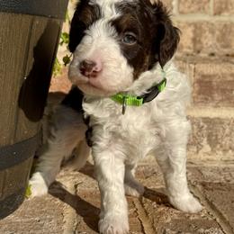 Aussiedoodle and Bernedoodle Puppies from LolliPop Farms