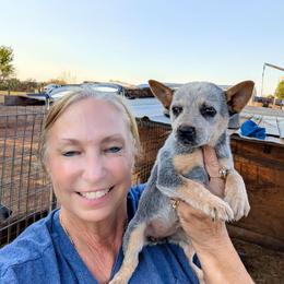 Girl 2 - Blue mottled female Australian Cattle Dog puppy in Choctaw, Oklahoma from Karen Elliott