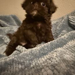 Dark Chocolate - Chocolate female Shih Tzu puppy in Running Springs, California from Amanda's Shih Tzus