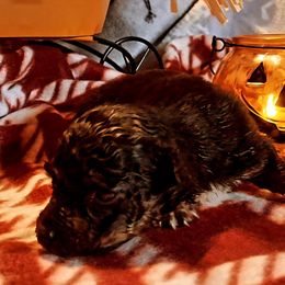 Itsy - Black tri-color female Australian Shepherd puppy in Warren, New Hampshire from Waggle Time Farms