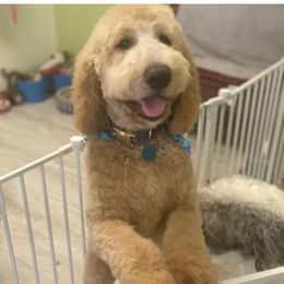 Willow - Labradoodle