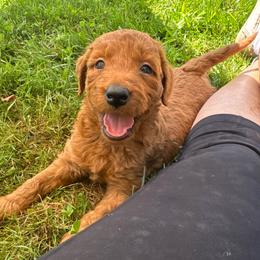 Mozzy Mozzerella - Red male Bordoodle puppy in Canfield, Ohio from Poo's Doo's & Inu's