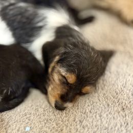 Assorted Doodle Crosses Puppies from Porchlight Puppies