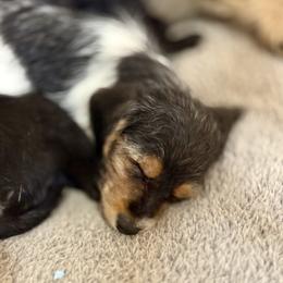 Assorted Doodle Crosses Puppies from Porchlight Puppies
