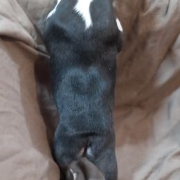 Boston Terrier Puppies from Park Kennel