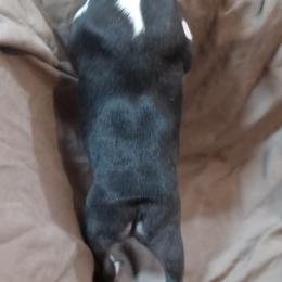 Boston Terrier Puppies from Park Kennel