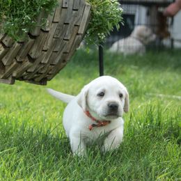 Obi-Wen Kenobi - Yellow Labrador Retriever puppy in Whitehall, Montana from Heart of Montana Labradors