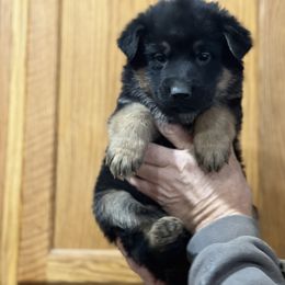 German Shepherd Puppies from Aus Gerstbrei German Shepherds