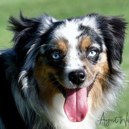 Reese - Toy Australian Shepherd