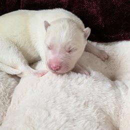 Female 1 - White female Siberian Husky puppy in Coshocton, Ohio from Wyant Farms