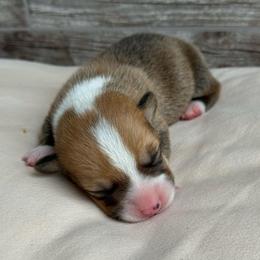 Willie - Sable male Pembroke Welsh Corgi puppy in Ledbetter, Texas from Texas Pembroke Corgis