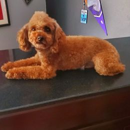 Poodle puppies from Sweetie Pie Poodles