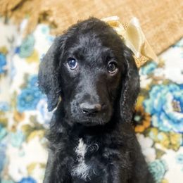 Labradoodles from Warner Family Doodles
