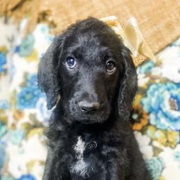Labradoodles from Warner Family Doodles