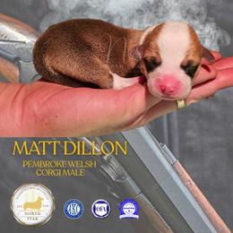 Matt Dillon - Red male Pembroke Welsh Corgi puppy in Fortine, Montana from North Star Pembroke Welsh Corgi's