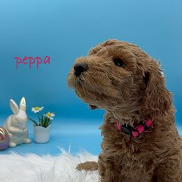 Peppa (Pink Collar) - Red  Goldendoodle puppy in Richmond, Virginia from Kessi Doodles