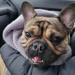 Frank - French Bulldog