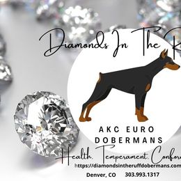 Boston Terriers and Doberman Pinschers from Diamonds In The Ruff Boston Terriers & Dobermans