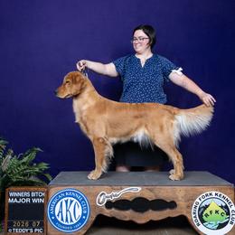 Golden Retriever puppies from Rock Canyon Goldens