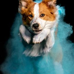 Border Collie Puppies from Lil Maine Border Collies