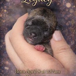 Legacy - Black sabled fawn female Chihuahua puppy in New Castle, Delaware from Sasha’s Elite Kennel LLC