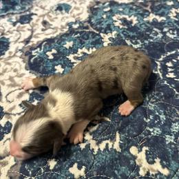 Boy 1 - Blue merle male Miniature American Shepherd puppy in Tiskilwa, Illinois from First Harmony Farms